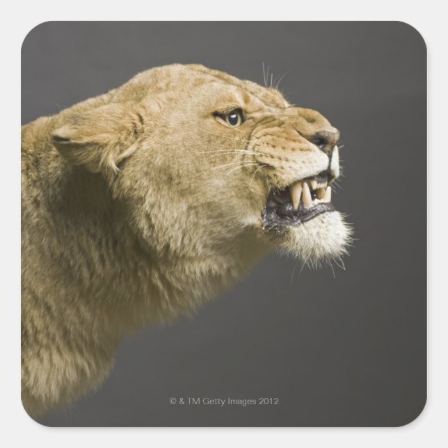 Sticker Carré Lionne rugissant 2 (Devant)