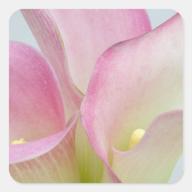 Sticker Carré Lis calla roses (Devant)