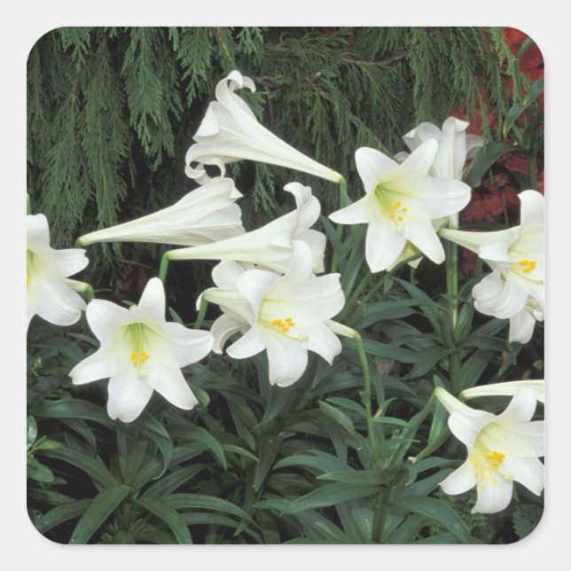 Sticker Carré Lis de Pâques (Lilium regale) (Devant)