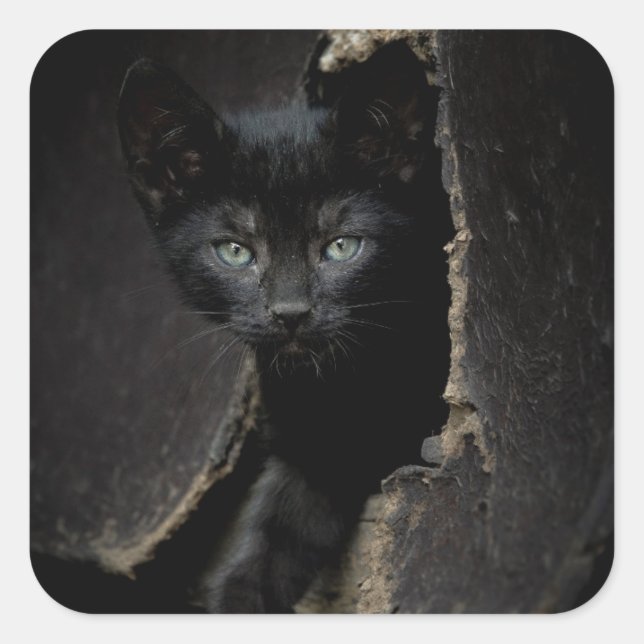 Sticker Carré Little Black Kitty (Devant)