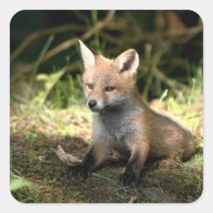 Sticker Carré Little Cub Red Fox