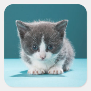 Sticker Carré Little Kitten