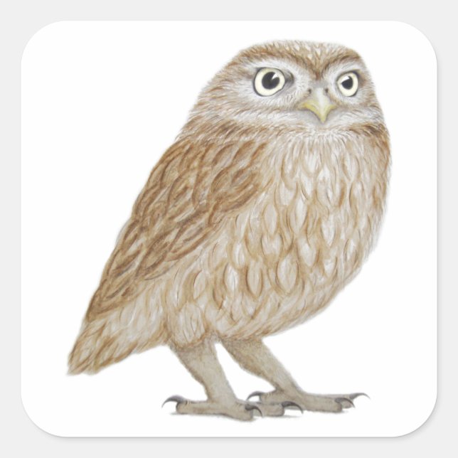 Sticker Carré Little Owl 2011 (Devant)