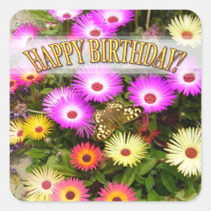 Sticker Carré Livingstone Daisy Anniversaire
