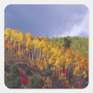 Sticker Carré Logan Canyon dans l'Utah en automne avec passage