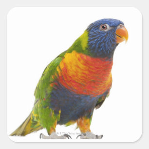 Sticker Carré Lorikeet arc-en-ciel féminin - Trichoglossus