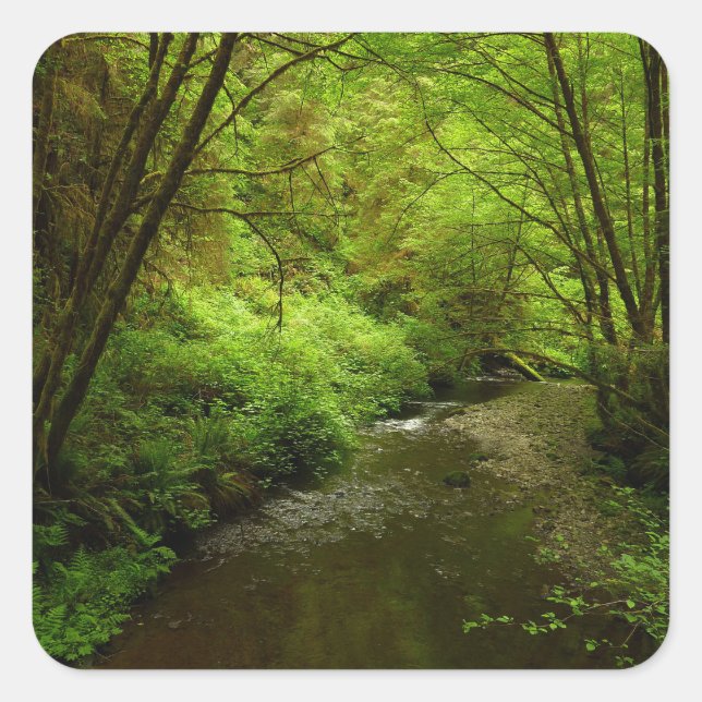 Sticker Carré Lost Man Creek I au Redwood National Park (Devant)