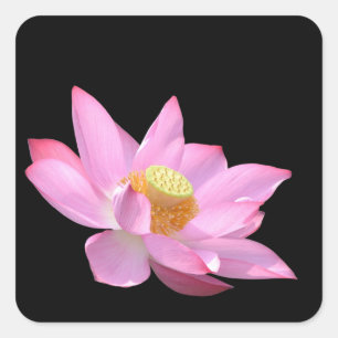 Sticker Carré Lotus