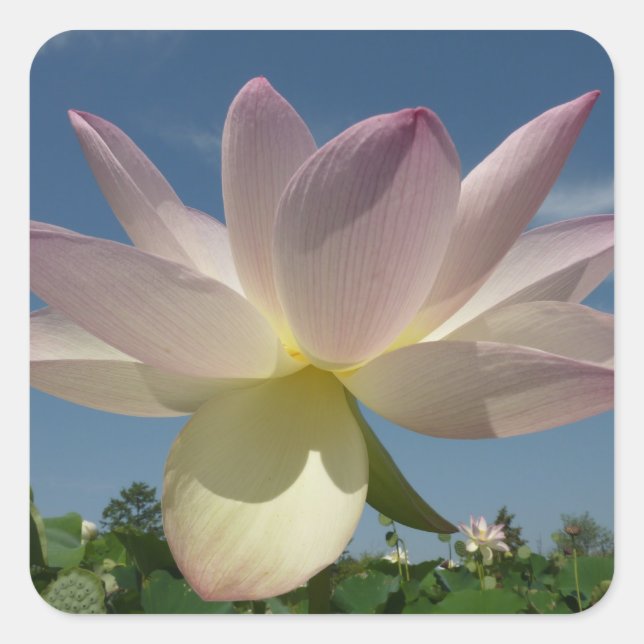 Sticker Carré Lotus Flower et Blue Sky II (Devant)