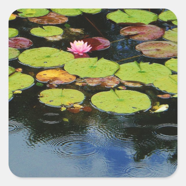 Sticker Carré Lotus rose en pluie (Devant)