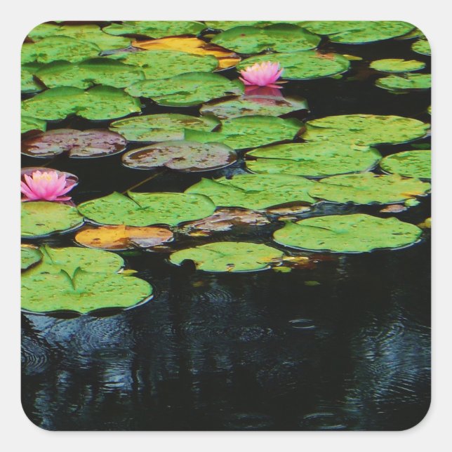 Sticker Carré lotus rose noir (Devant)