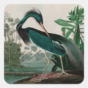 Sticker Carré Louisiana Heron Birds of America Audubon Imprimer