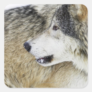 Sticker Carré Loup