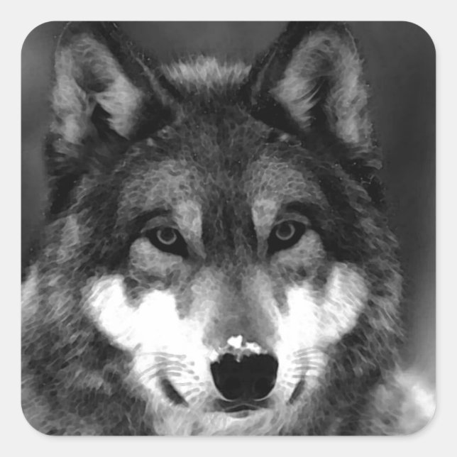 Sticker Carré Loup (Devant)