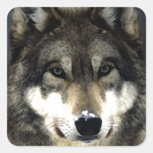 Sticker Carré Loup
