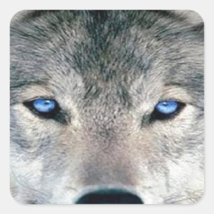 Sticker Carré Loup bleu