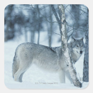 Sticker Carré Loup (Canis lupus) en hiver