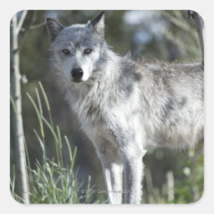 Sticker Carré Loup dans Yellowstone