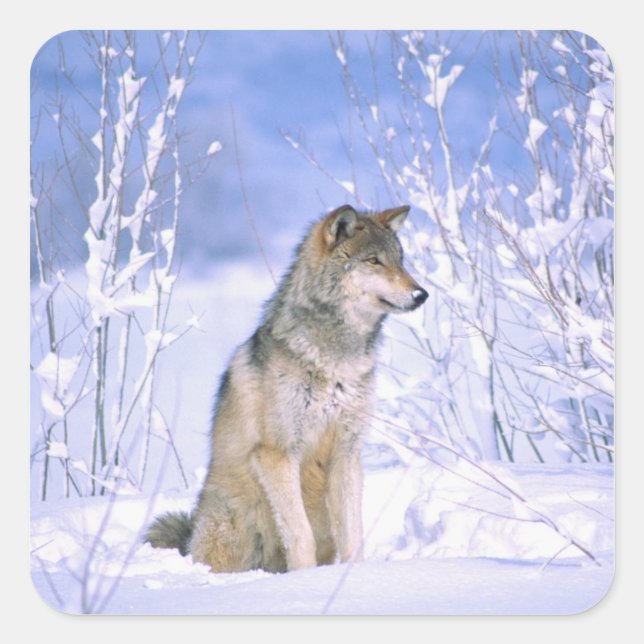Sticker Carré Loup de bois assis dans la neige, Canis lupus, (Devant)