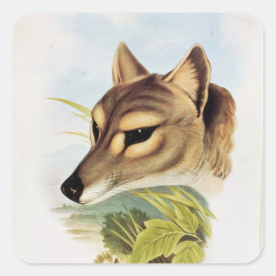 Sticker Carré Loup de Tasmanie ou tigre