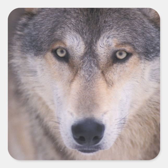 Sticker Carré loup gris, Canis lupus, gros plan des yeux (Devant)
