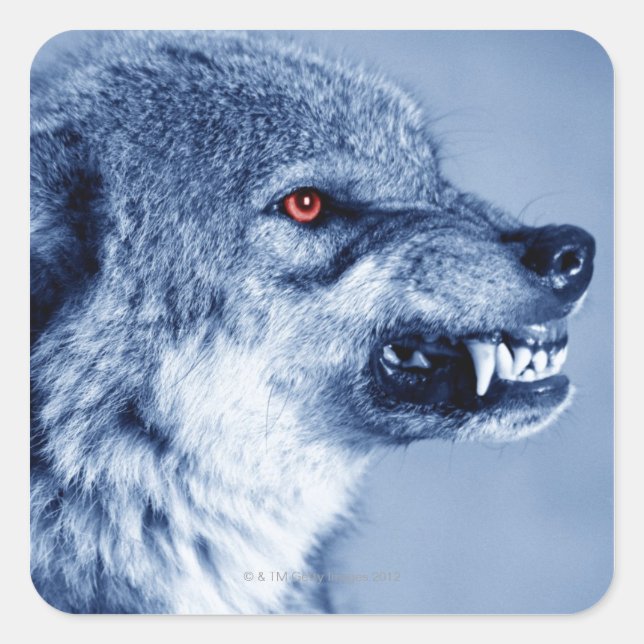 Sticker Carré Loup narling (Canis Lupus), profil (Digital (Devant)