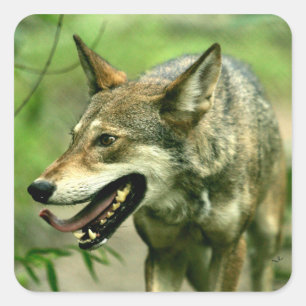 Sticker Carré Loup rouge astucieux de Nord-américain