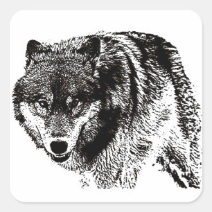 Sticker Carré Loup sauvage