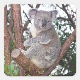 Sticker Carré L'ours de Koala dans un arbre