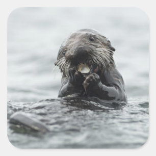 Sticker Carré Loutre de mer adorable