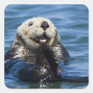 Sticker Carré Loutre de mer de Californie Enhydra lutris) se toi