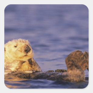 Sticker Carré Loutres de mer, Enhydra lutris 4