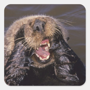 Sticker Carré Loutres de mer, Enhydra lutris 6