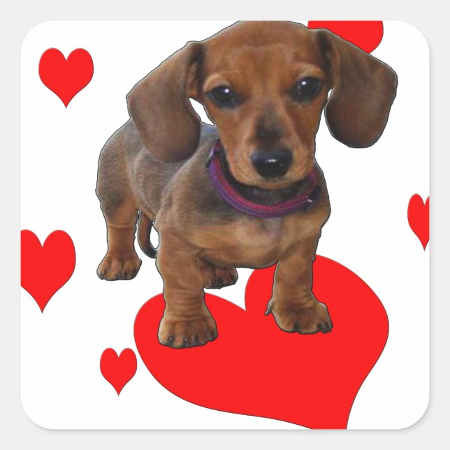Sticker Carré Love (Coeurs) Dachsies - Dachshund (Devant)