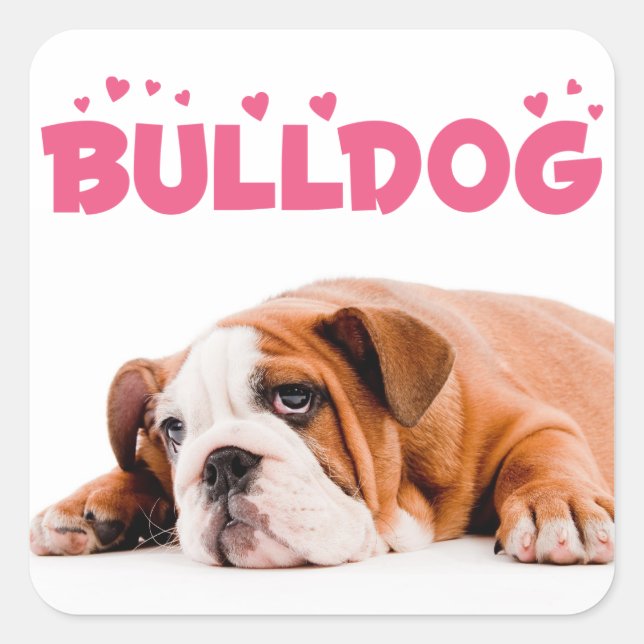 Sticker Carré Love English Bulldog Chien Chien Chien rose Coeurs (Devant)