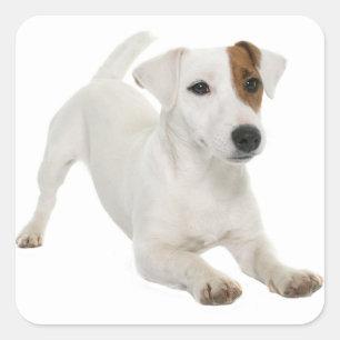 Sticker Carré Love Jack Russell Terrier Chien Chien Chien Chien