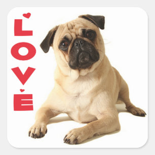 Sticker Carré Love Pug chiot - Pensée pour toi