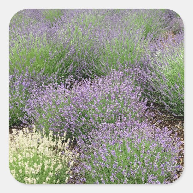 Sticker Carré Lovely Lavender (Devant)