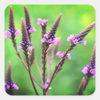 Sticker Carré Lovely Vervain Fleur sauvage Floral