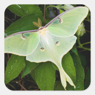 Sticker Carré Luna Moth on Carnaby Clematis