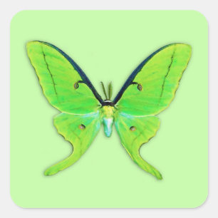 Sticker Carré Luna moth sur un arrière - plan vert pâle