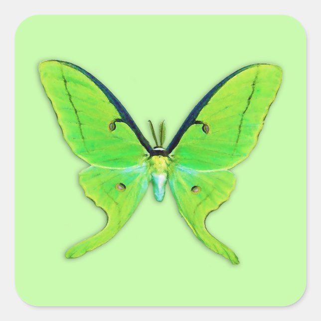 Sticker Carré Luna moth sur un arrière - plan vert pâle (Devant)