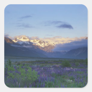 Sticker Carré Lupin et la division principale, Arthur's Pass, Su