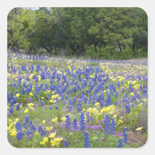 Sticker Carré Lupins, primevère et phlox (Devant)
