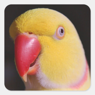 Sticker Carré Lutino Indian Ringneck Parakeet Beak