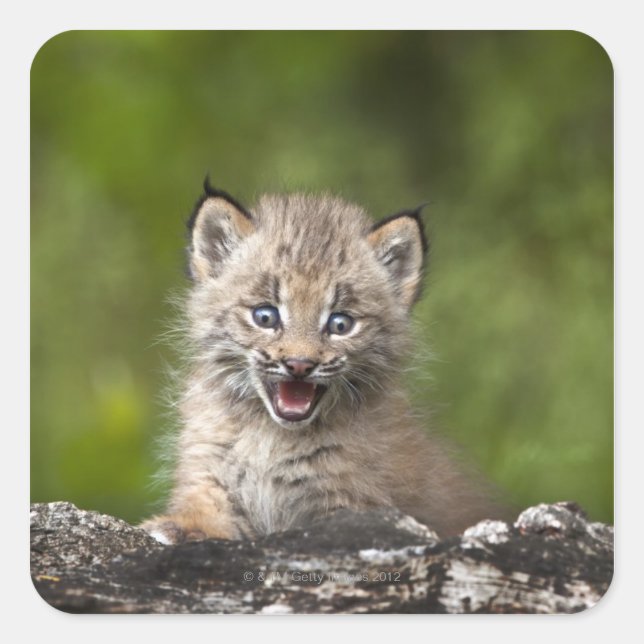Sticker Carré Lynx Bébé (Lynx Canadensis) Surplombant Un (Devant)