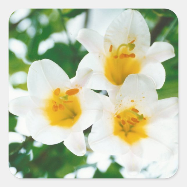 Sticker Carré Lys blancs - Lilium Flower candidum (Devant)