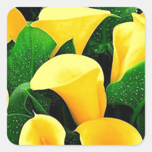 Sticker Carré Lys Calla Jaune