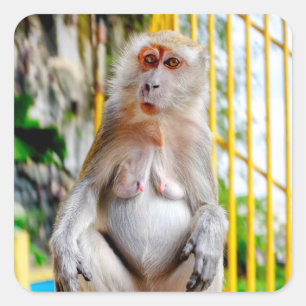 Sticker Carré Macaque crabier