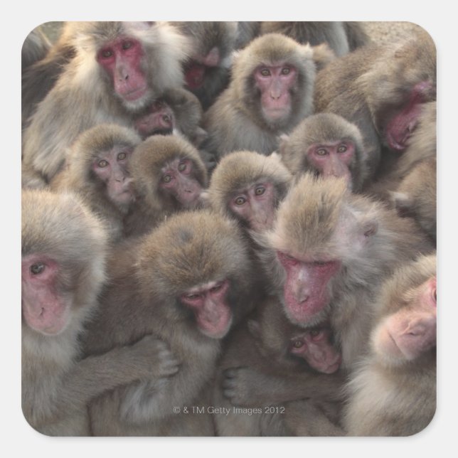 Sticker Carré Macaque japonaise (Macaca fuscata) serré (Devant)
